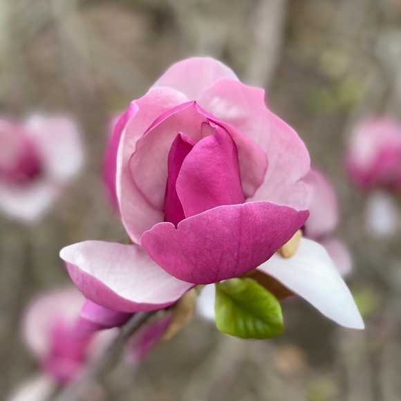 Meet your Posher, Erin - Picture 1 of 2